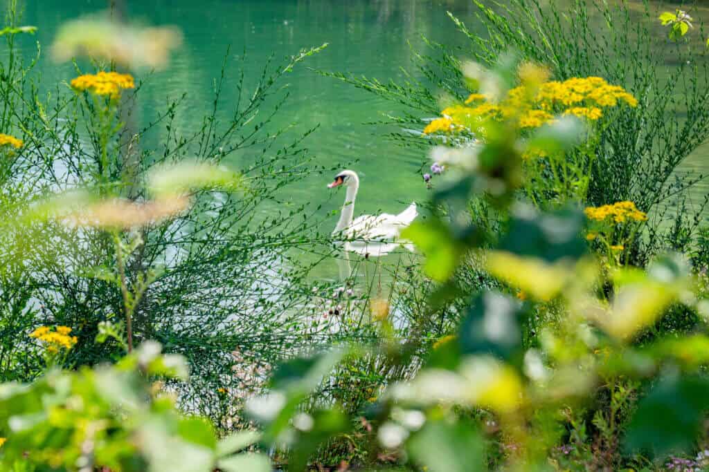 Swan in a Lake