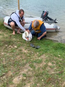 Rescuing a Swan