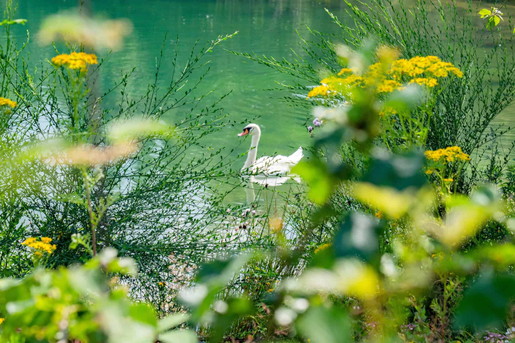 Swan in a Lake