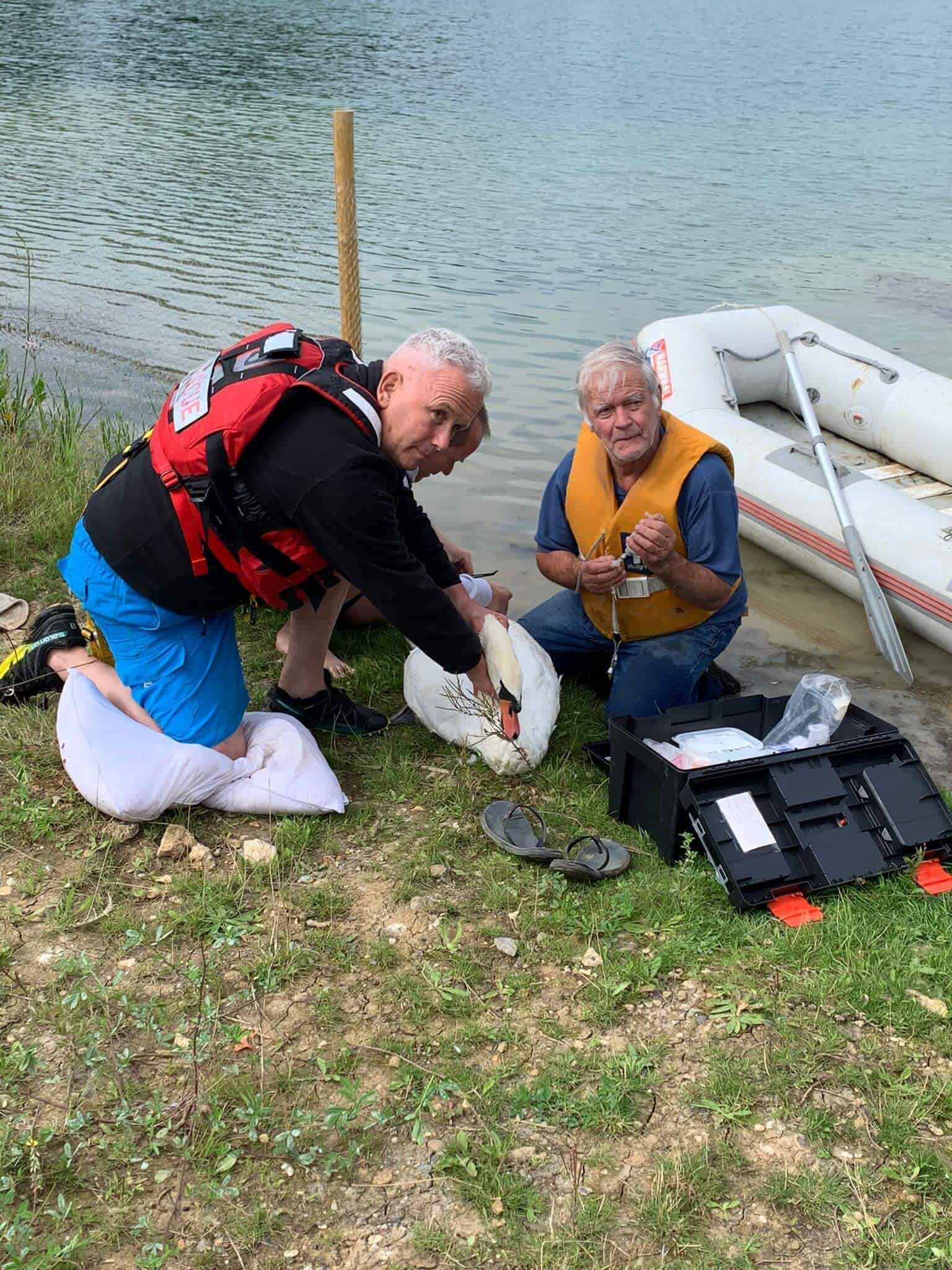 Rescuing a Swan